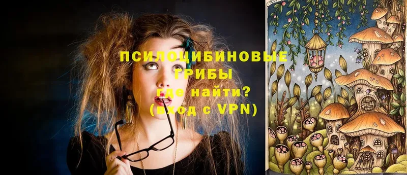 OMG tor  Калач  Галлюциногенные грибы Psilocybine cubensis 